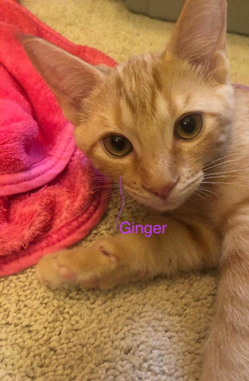 GINGER