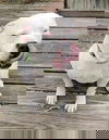 Lowki -
