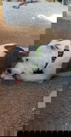 Lowki -