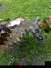 Petie