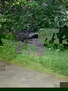 Petie