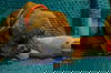 SONA -