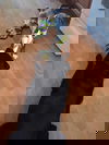 SONA -