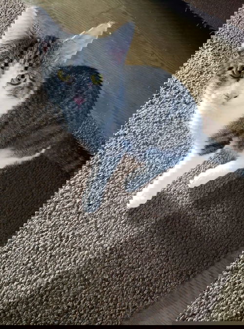 SHINE