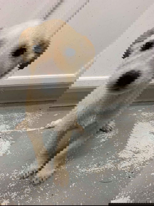 FLURRY
