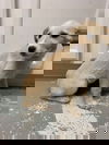 FLURRY