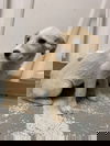FLURRY