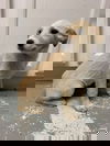 FLURRY