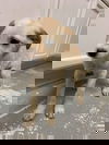 FLURRY
