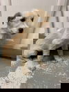 FLURRY