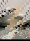 FLURRY