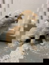 FLURRY