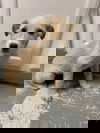 FLURRY