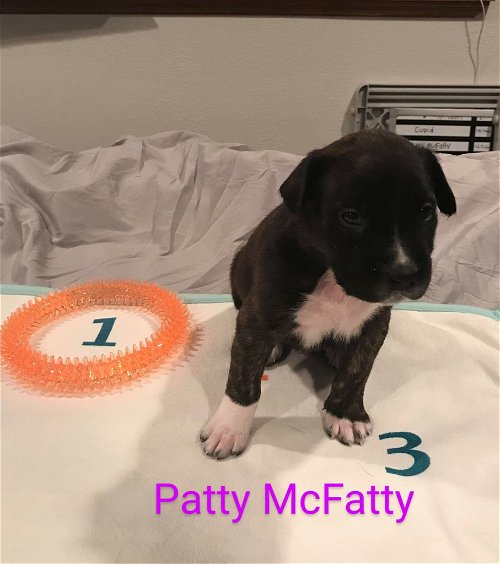 Patty McFatty