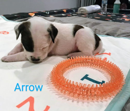 ARROW