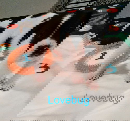 LOVE BUG