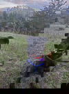 Sheroo