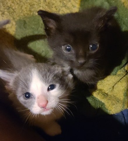 CANDY BAR KITTENS - Males