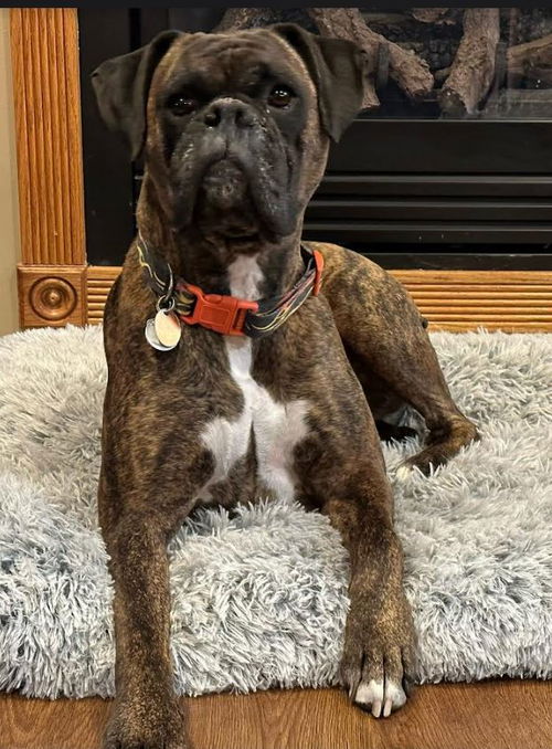 Louie