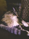 Lou