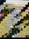Ludwig