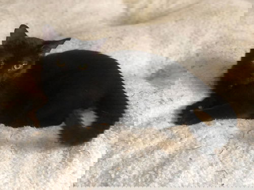 Cashew