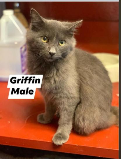 Cricket & Griffin