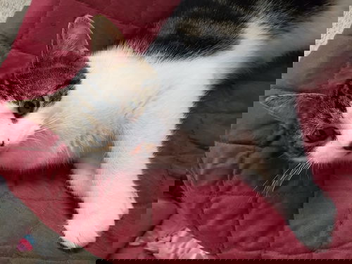 Clyde