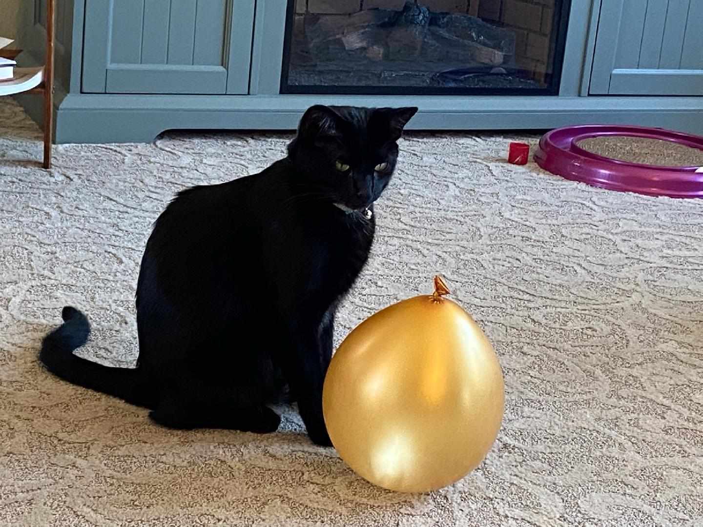 adoptable Cat in Sheboygan, WI named Buddy