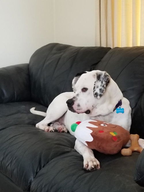 Pongo