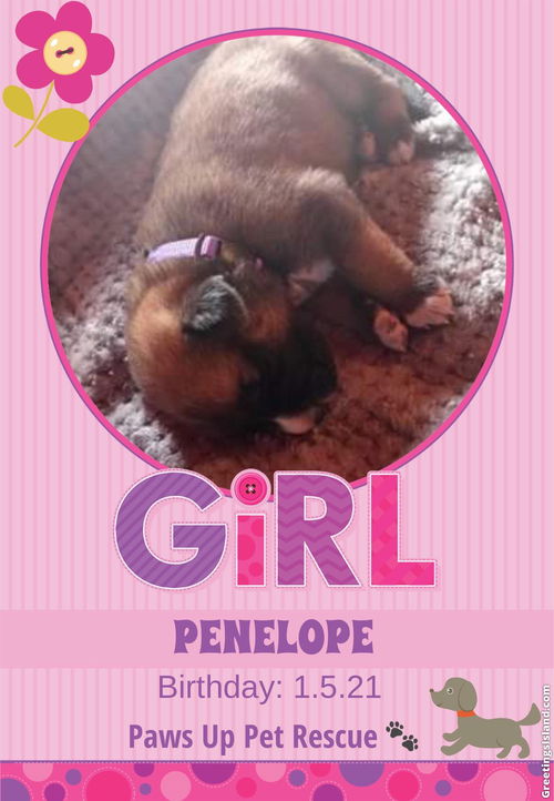 Penelope