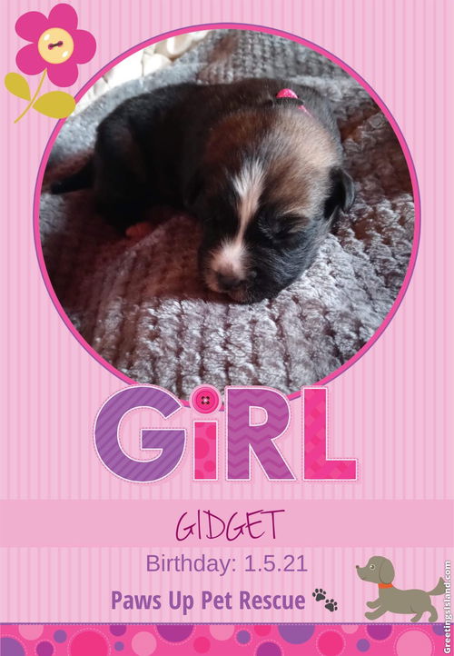 Gidget