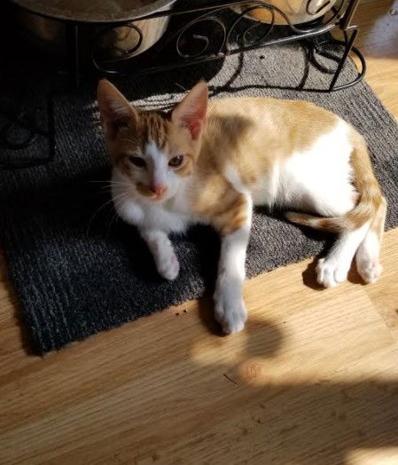 Ron