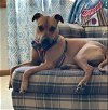 adoptable Dog in , WI named Clover