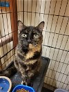 adoptable Cat in , WI named Mia