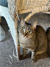 adoptable Cat in sheboygan, WI named Lola