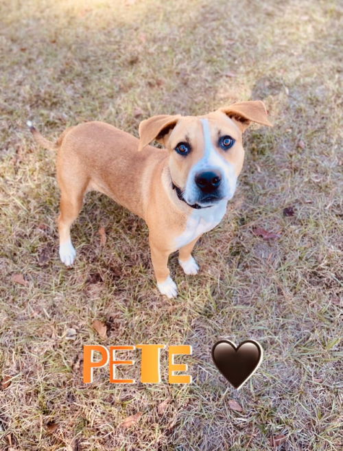 Pete