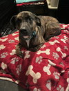 Bama - Photo 4