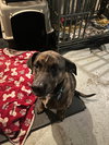 Bama - Photo 5