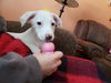 Crystal- Gemstone Litter