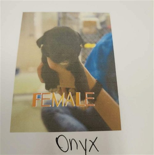 Onyx - Gemstone Litter
