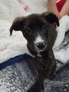 Sapphire- Gemstone Litter