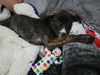 Sapphire- Gemstone Litter