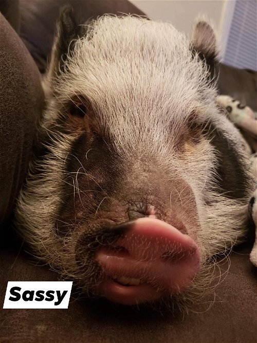 SASSY  - POT BELLY PIG