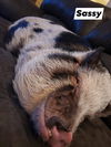 SASSY  - POT BELLY PIG