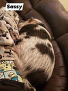 SASSY  - POT BELLY PIG