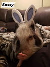 SASSY  - POT BELLY PIG