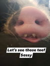 SASSY  - POT BELLY PIG