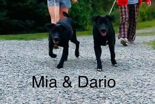 Mia and Dario - Bonded