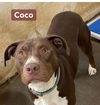 Coco